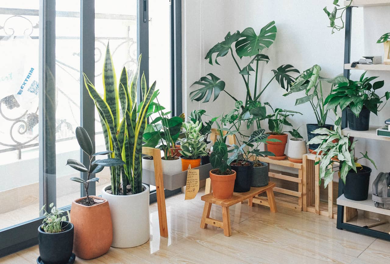 Indoor Plants - Home Interior Design
